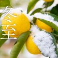 二十四節気・冬至を象徴する柚子に雪が積もった情景のメインビジュアル。冬至の頃の自然と季節感を表現したイメージ